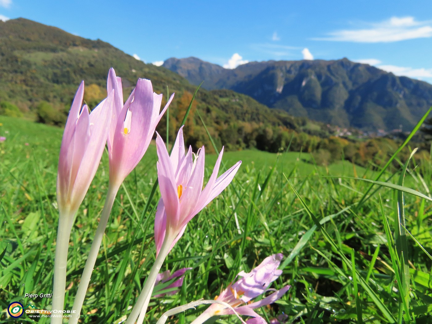 58 Colchicum autumnale (Colchico d'autunno) nei prati.JPG